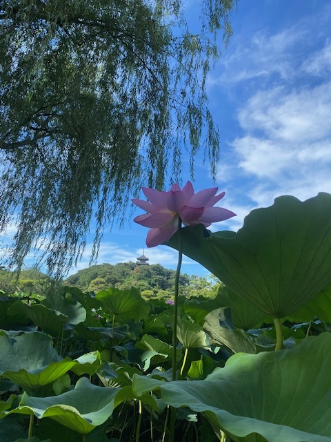始発に乗って三溪園・観蓮会RUN_d0122797_13283292.jpg