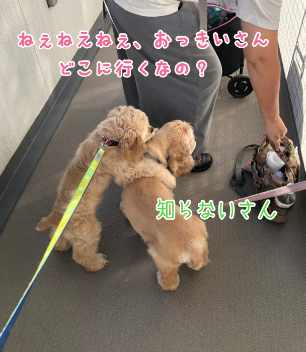 子犬さんの初旅行_b0067012_00542852.jpg