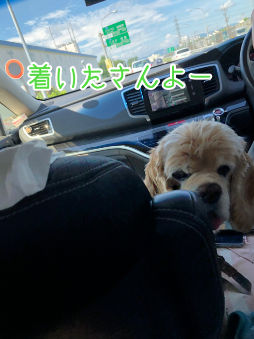 子犬さんの初旅行_b0067012_01110176.jpg