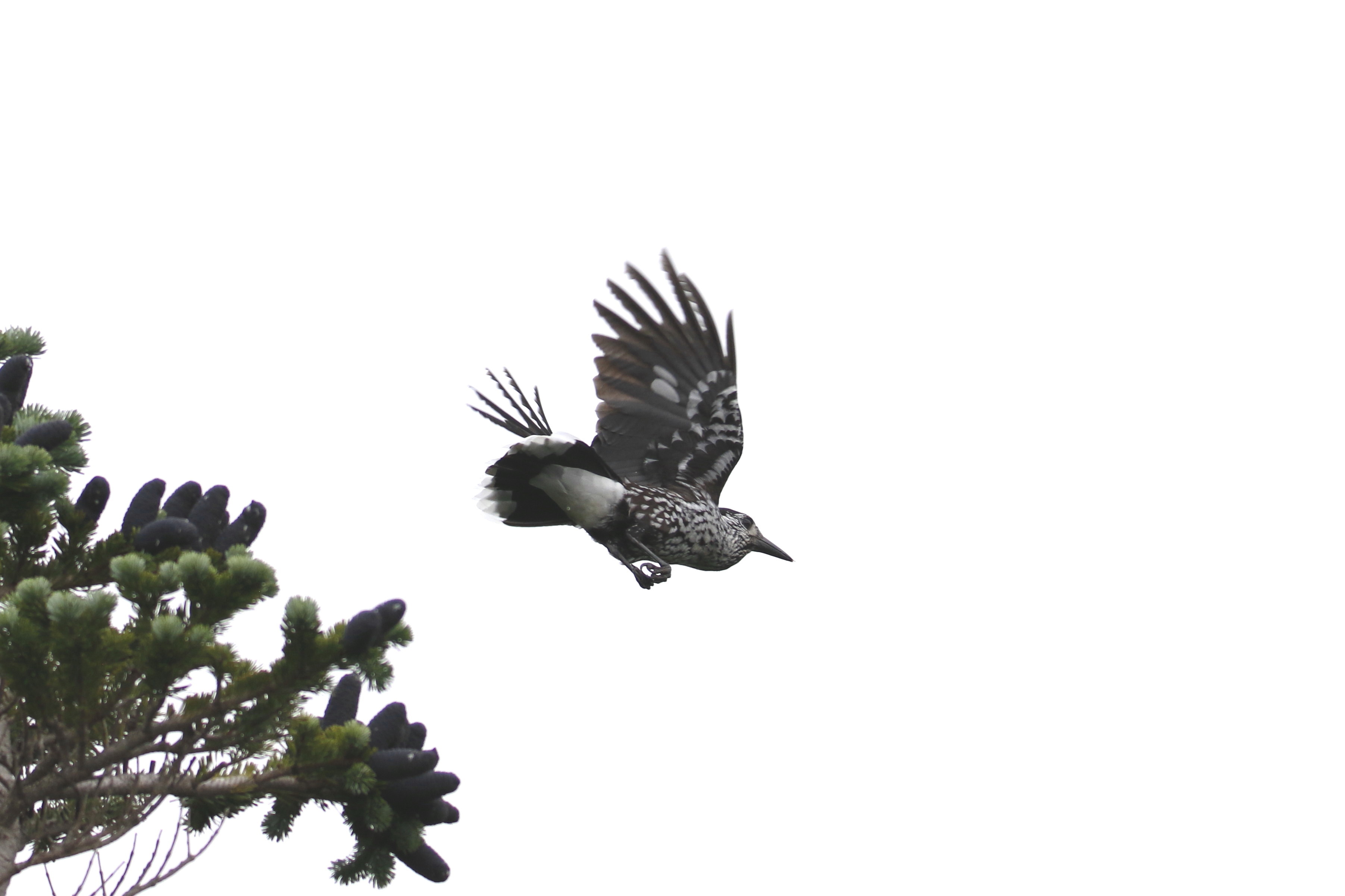 高山帯の鳥 ホシガラス 岡崎野鳥写真館