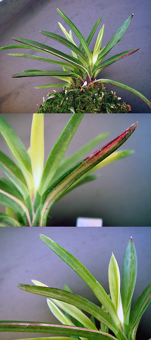 富貴蘭 金牡丹 山口 : 富貴蘭チャンネル