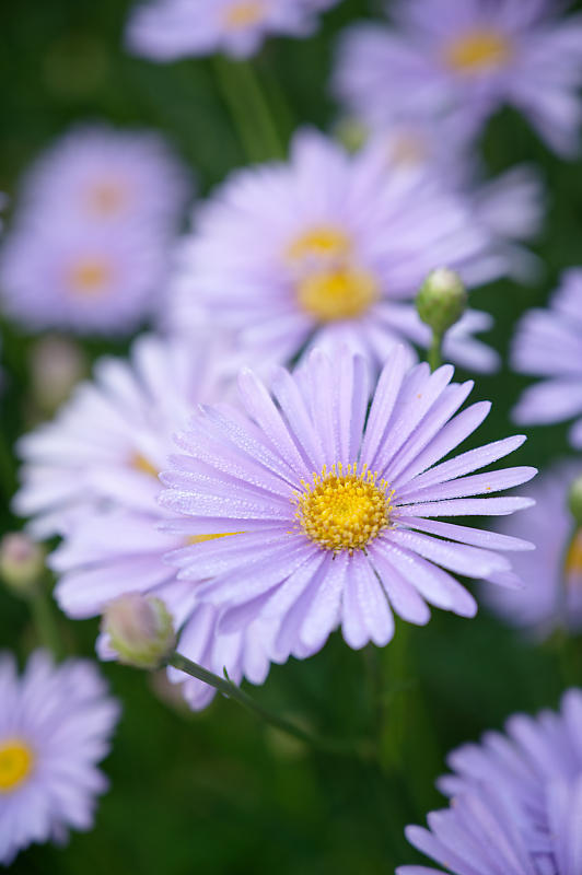四季の花達 北山友禅菊@久多_f0032011_17454501.jpg
