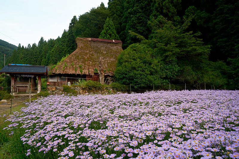 四季の花達 北山友禅菊@久多_f0032011_17454525.jpg