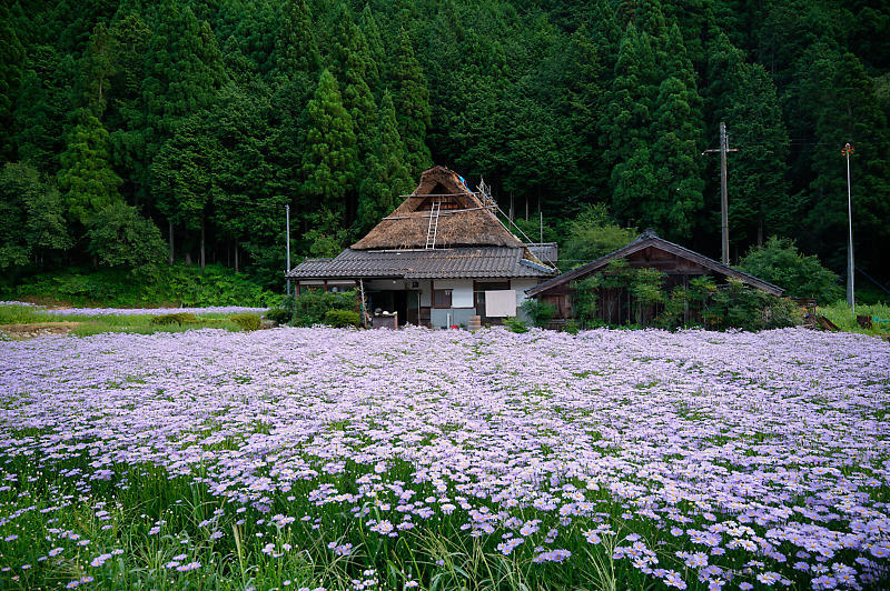 四季の花達 北山友禅菊@久多_f0032011_17454527.jpg