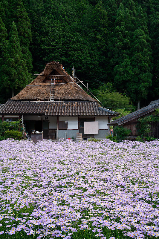 四季の花達 北山友禅菊@久多_f0032011_17454542.jpg