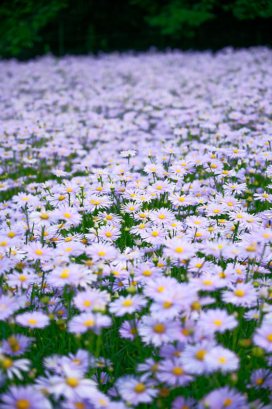 四季の花達 北山友禅菊@久多_f0032011_17454544.jpg