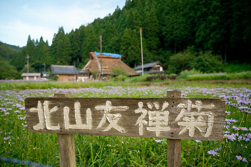 四季の花達 北山友禅菊@久多_f0032011_17454548.jpg