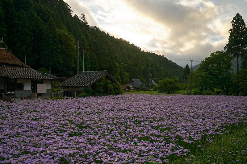 四季の花達 北山友禅菊@久多_f0032011_17454563.jpg