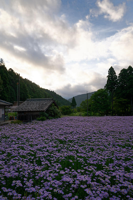 四季の花達 北山友禅菊@久多_f0032011_17454611.jpg