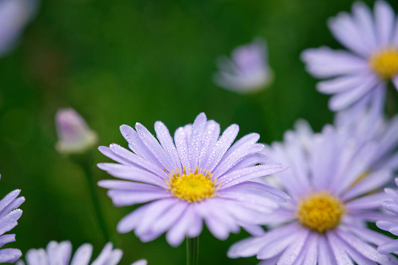 四季の花達 北山友禅菊@久多_f0032011_17454672.jpg