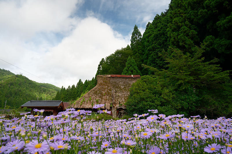 四季の花達 北山友禅菊@久多_f0032011_17454687.jpg