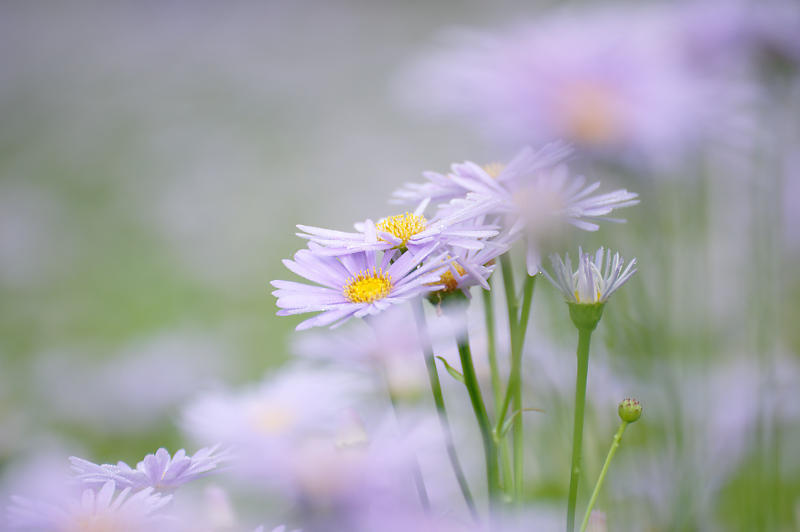 四季の花達 北山友禅菊@久多_f0032011_17464825.jpg