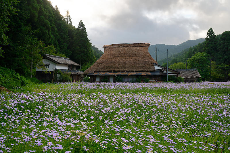 四季の花達 北山友禅菊@久多_f0032011_17464860.jpg