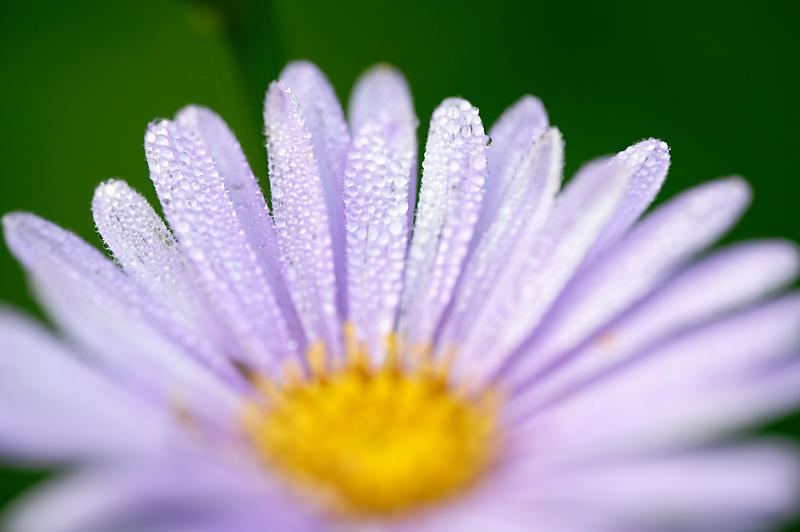 四季の花達 北山友禅菊@久多_f0032011_17464881.jpg