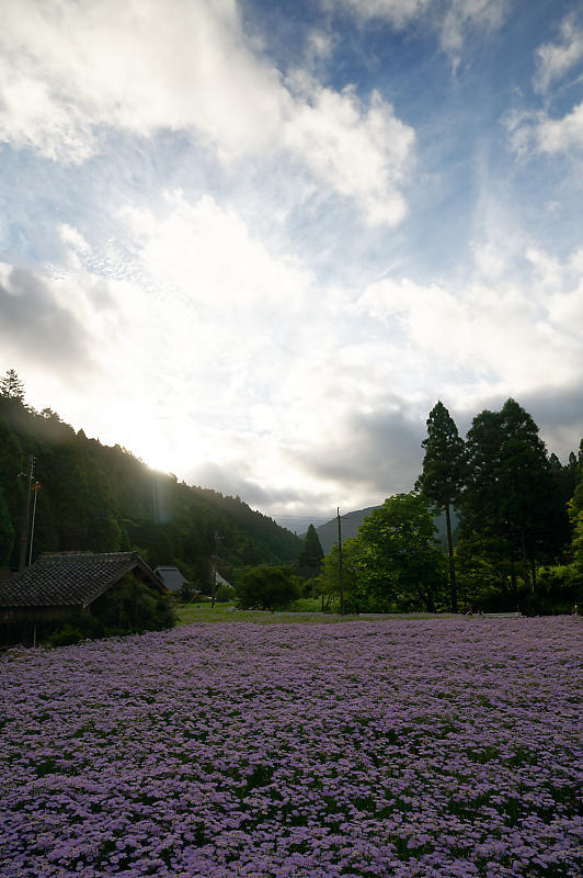 四季の花達 北山友禅菊@久多_f0032011_17464927.jpg