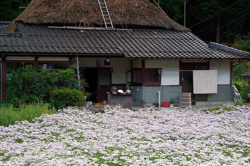 四季の花達 北山友禅菊@久多_f0032011_17464965.jpg