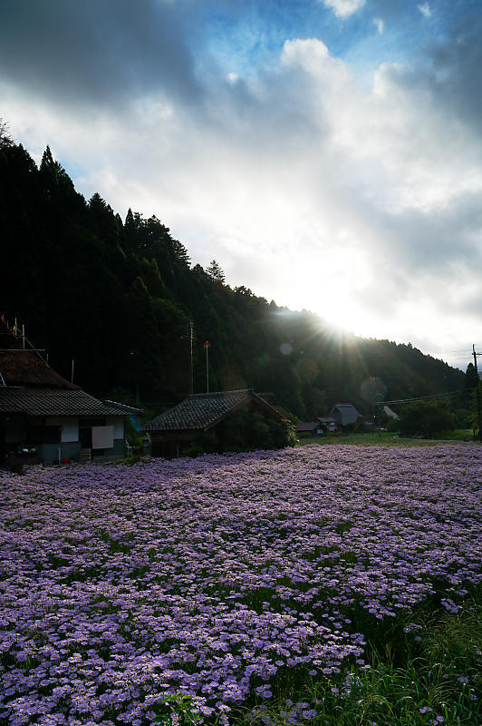 四季の花達 北山友禅菊@久多_f0032011_17464977.jpg