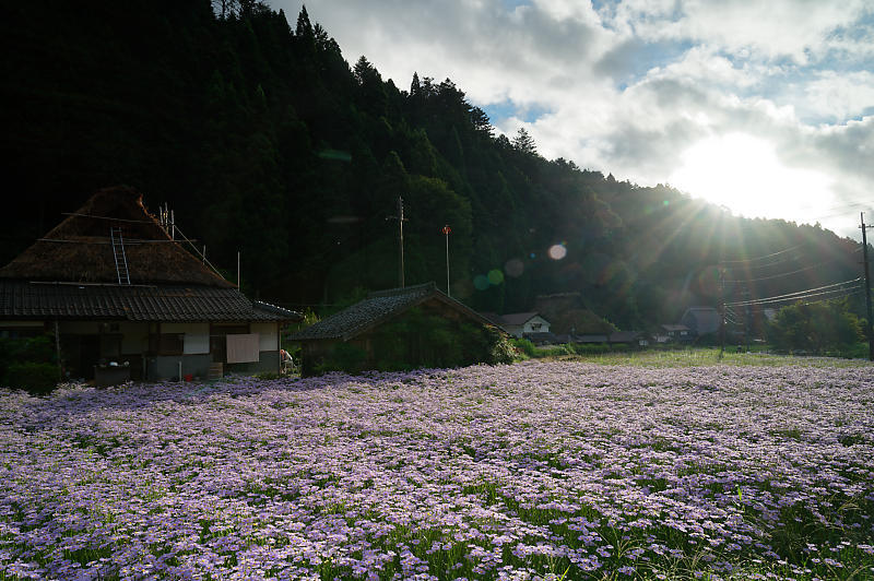 四季の花達 北山友禅菊@久多_f0032011_17464992.jpg