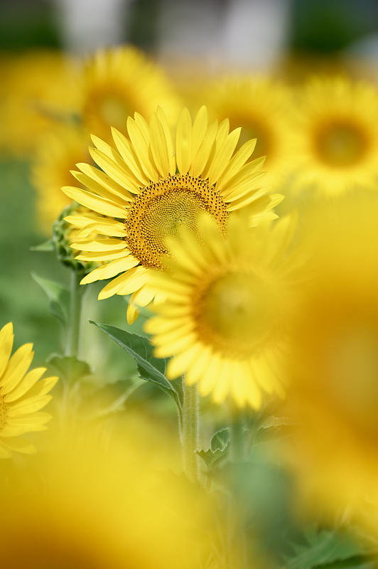 四季の花達 ヒマワリ@守山なぎさ公園_f0032011_19495091.jpg