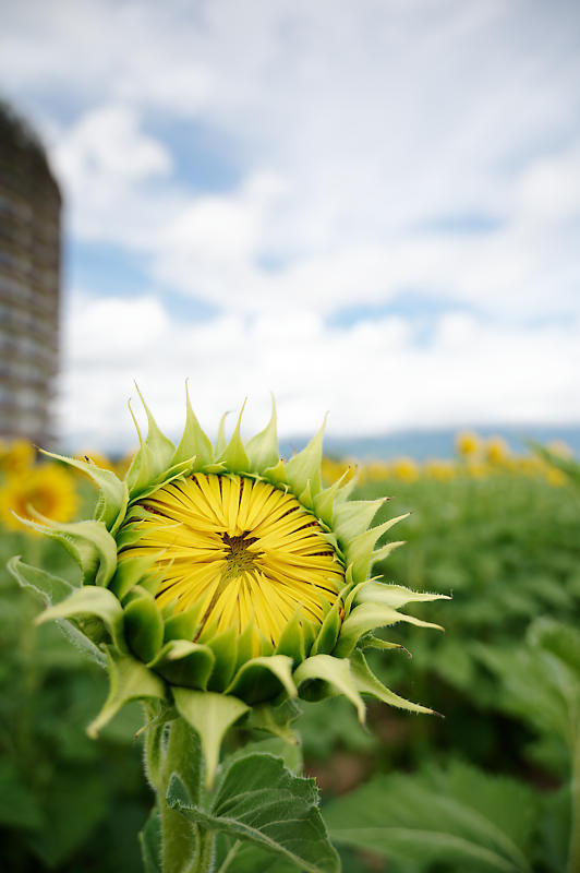 四季の花達 ヒマワリ@守山なぎさ公園_f0032011_19571927.jpg