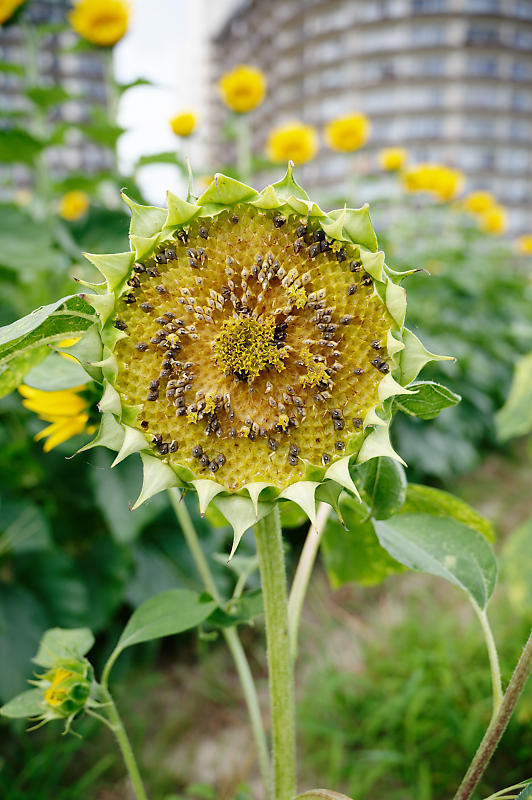 四季の花達 ヒマワリ@守山なぎさ公園_f0032011_19571963.jpg