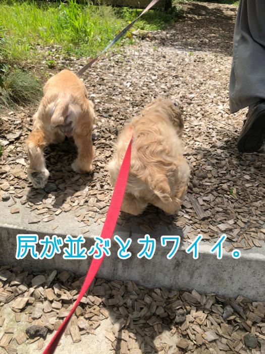 子犬さんの初遊歩道さんぽ_b0067012_15101193.jpg