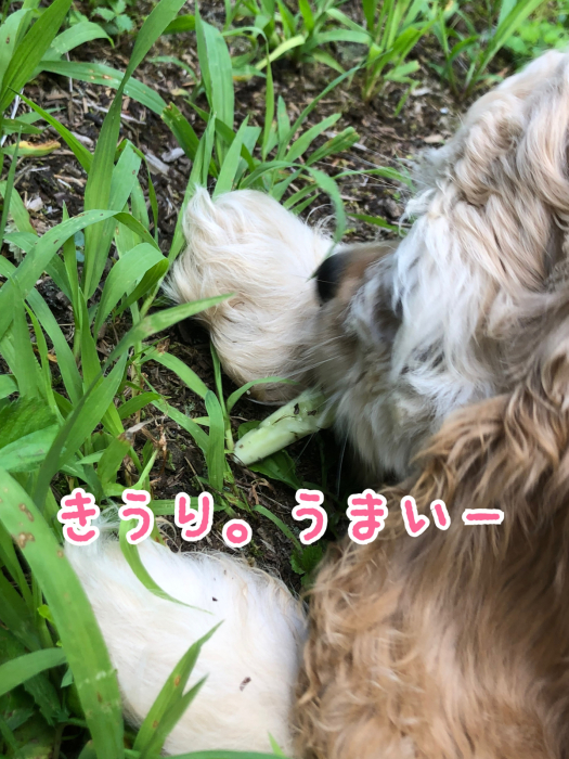 子犬さんの初遊歩道さんぽ_b0067012_15125316.jpg