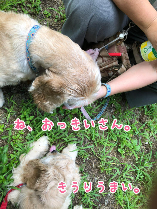 子犬さんの初遊歩道さんぽ_b0067012_15134690.jpg