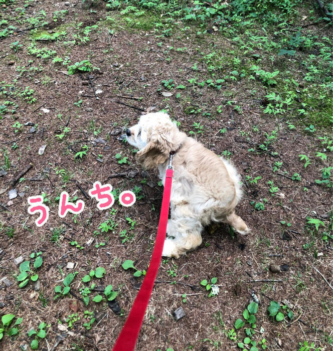 子犬さんの初遊歩道さんぽ_b0067012_15161478.jpg
