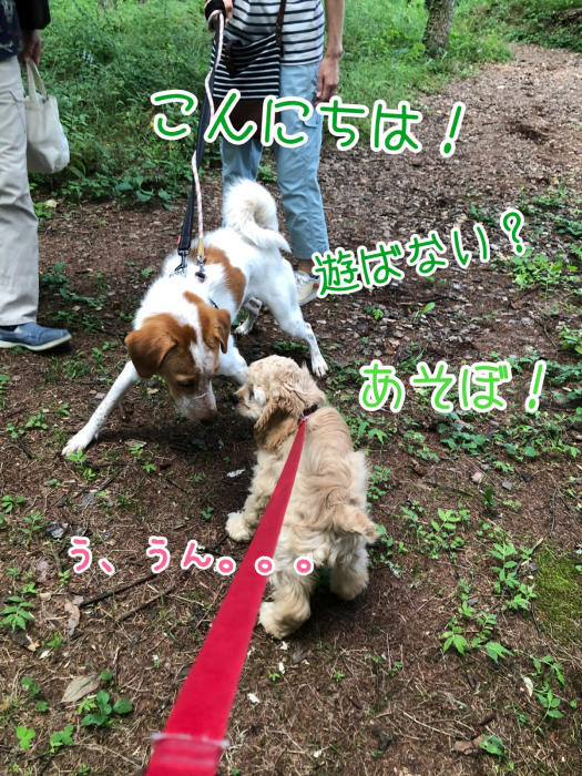 子犬さんの初遊歩道さんぽ_b0067012_15162644.jpg