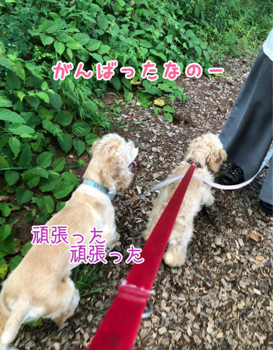 子犬さんの初遊歩道さんぽ_b0067012_15164947.jpg