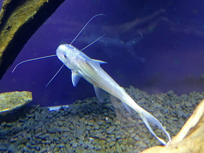 カワスイ 川崎水族館:黄金さかな博②~黄金のアロワナ「過背 カワスイ 川崎水族館:黄金さかな博②~黄金のアロワナ「過背