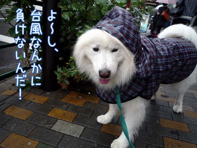 台風通過待ち_c0062832_14471818.jpg