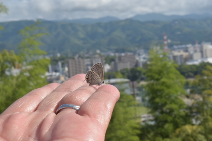 クロマダラソテツシジミ　8月6日～_d0254540_13172215.jpg