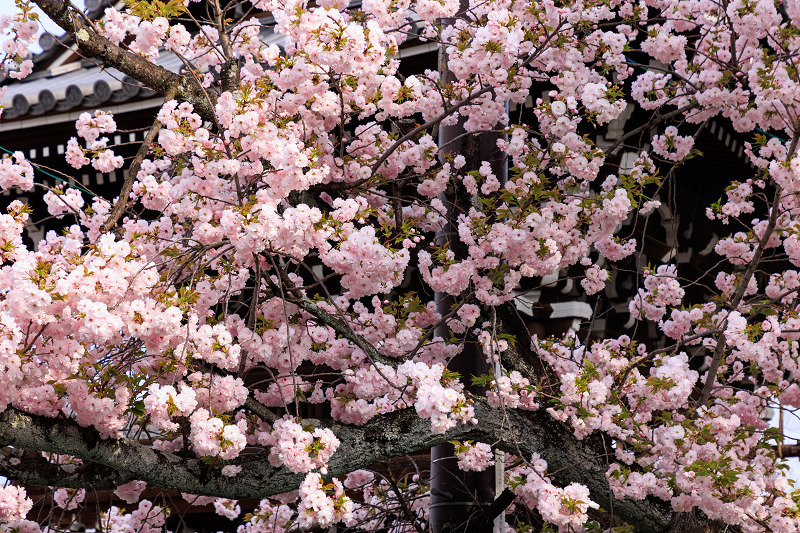 2022桜咲く京都　妙蓮寺の桜たち_f0155048_15465292.jpg