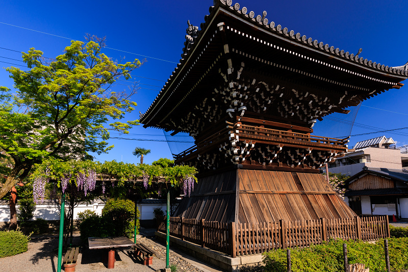 2022桜咲く京都　妙蓮寺の桜たち_f0155048_15521421.jpg