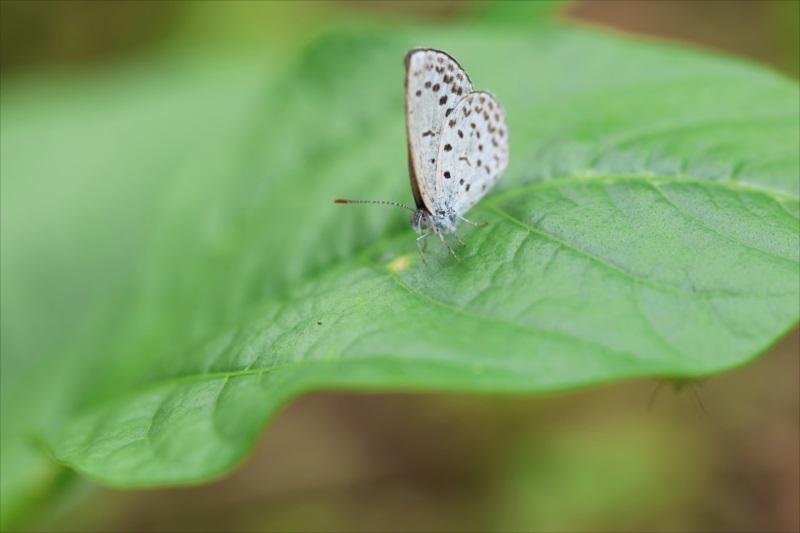 シグマ70ｍｍマクロレンズで実家の虫たち_b0412856_16064379.jpg