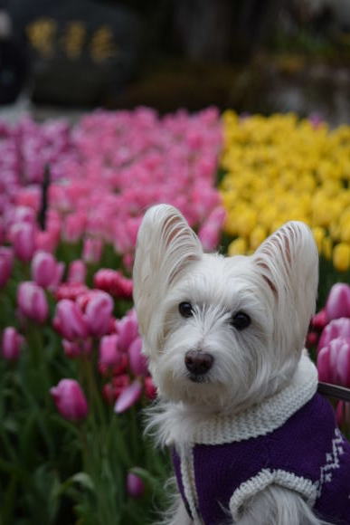 ♪ ダニエル 早咲きのチューリップ🌷~!(^^)!♪_b0242873_08275212.jpg