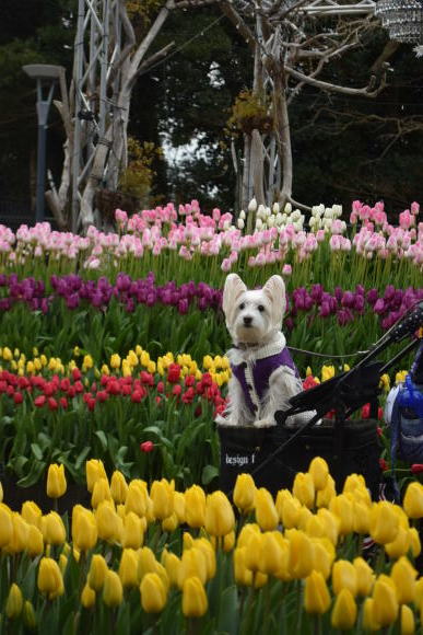 ♪ ダニエル 早咲きのチューリップ🌷~!(^^)!♪_b0242873_08303318.jpg