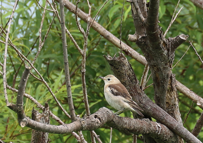 河原にて・・コムクドリ_c0113597_13030805.jpg