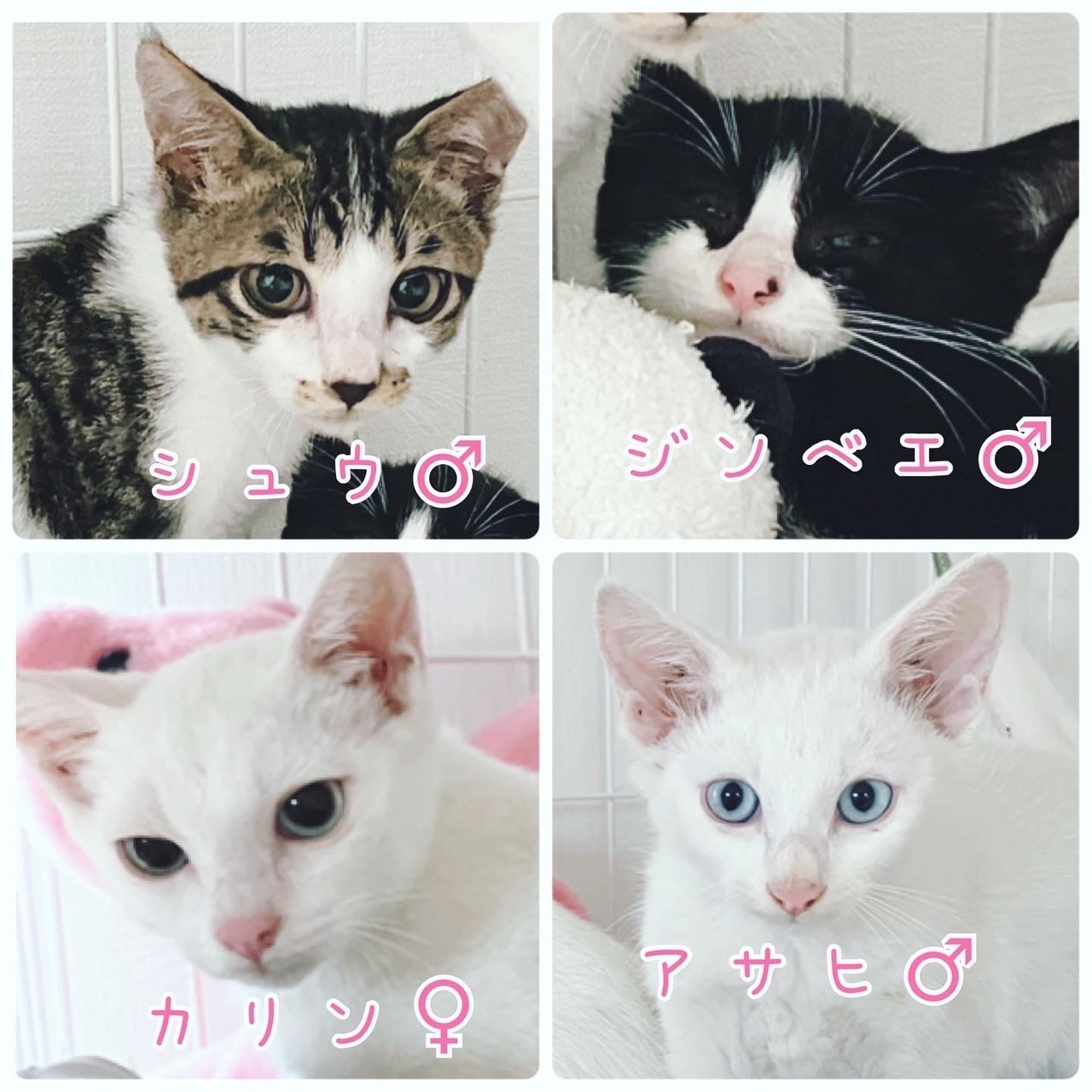 9月10日 土 11日 日 保護猫カフェwish開催します 青梅にゃんにゃん サークル Wish