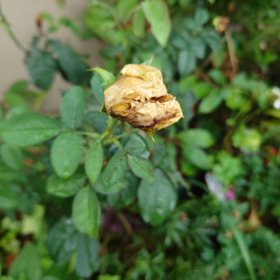 雨の中咲くバラと涼む猫たち_c0404712_09225807.jpg