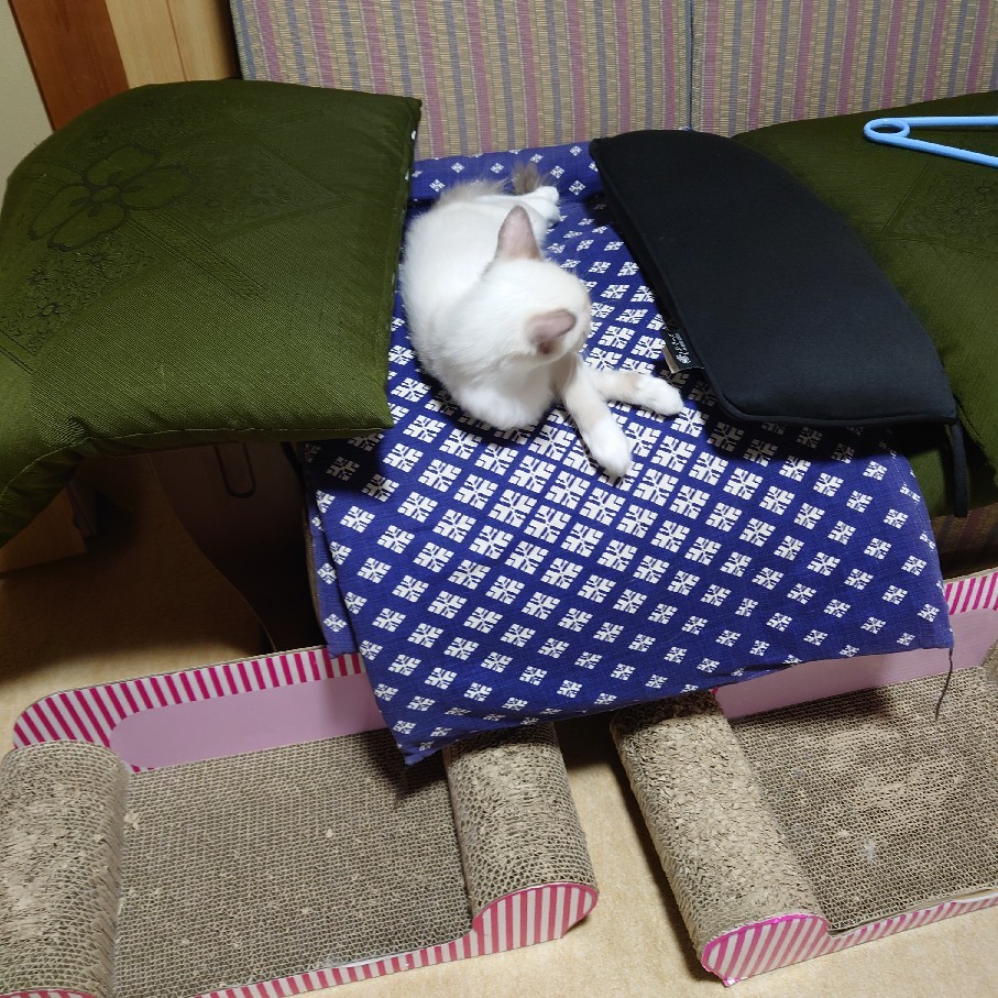 自分のページがめくれる時&昼と夜の猫たち_c0404712_23165492.jpg