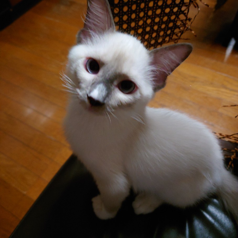 自分のページがめくれる時&昼と夜の猫たち_c0404712_23194871.jpg