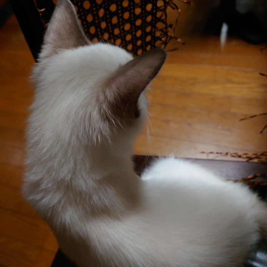 自分のページがめくれる時&昼と夜の猫たち_c0404712_23194892.jpg