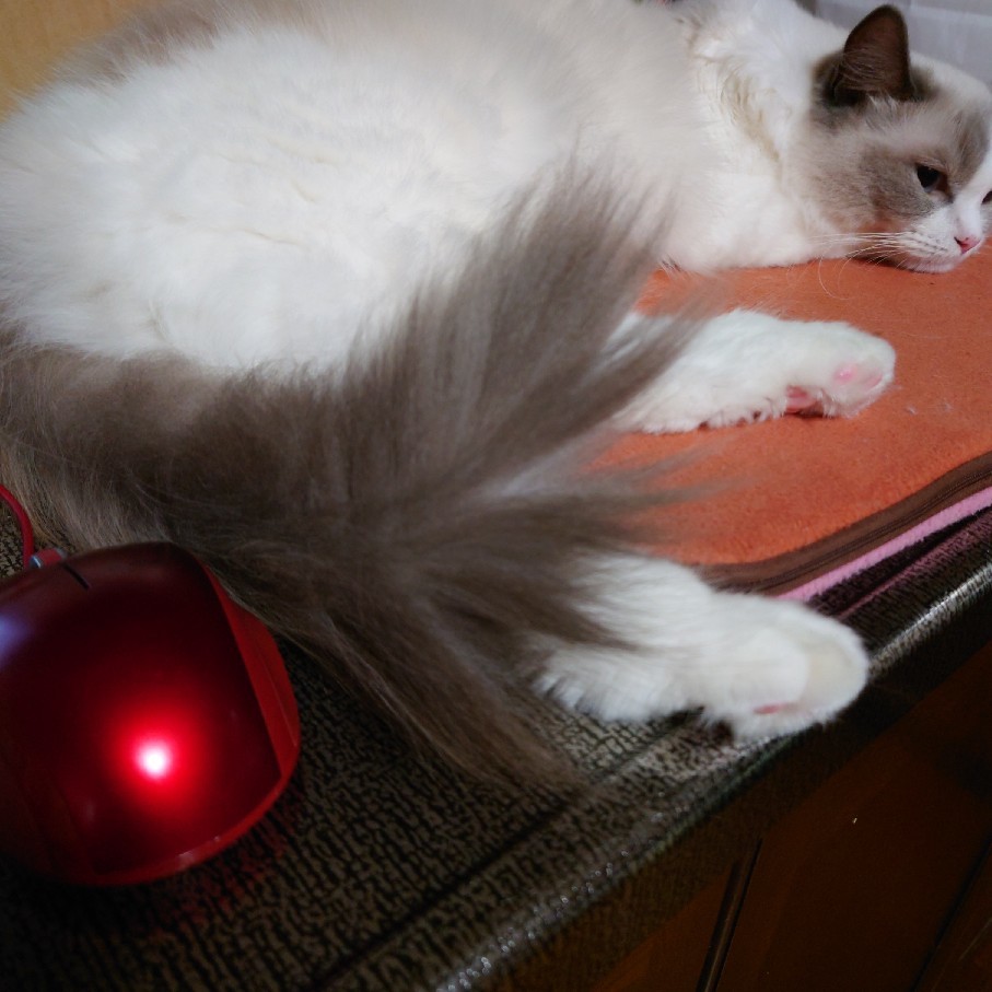 自分のページがめくれる時&昼と夜の猫たち_c0404712_23194920.jpg