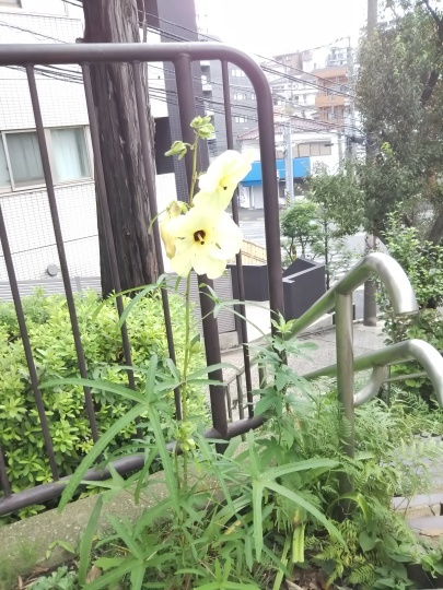 フェンス越しに観ています(向日葵と花おくら)_f0334619_15222252.jpg