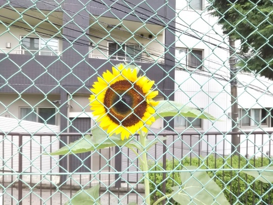 フェンス越しに観ています(向日葵と花おくら)_f0334619_15222459.jpg