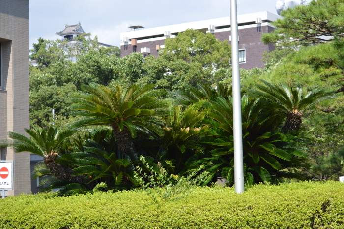 クロマダラソテツシジミ　8月6日～_d0254540_18495782.jpg