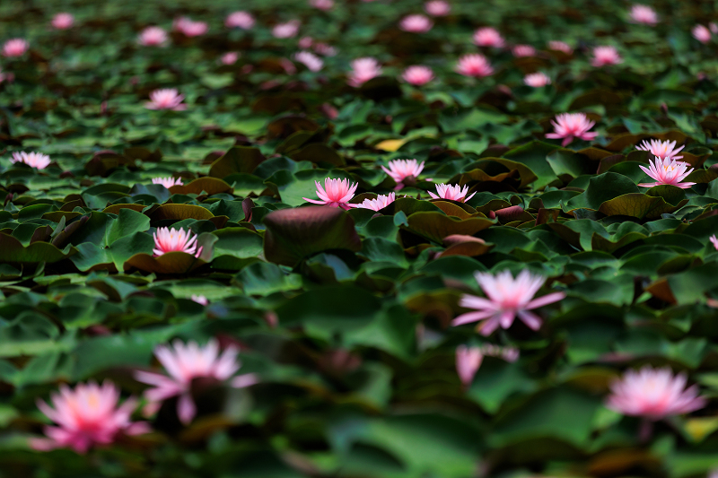 2022夏の花畑　ため池の睡蓮（忍辱山町）_f0155048_20280826.jpg